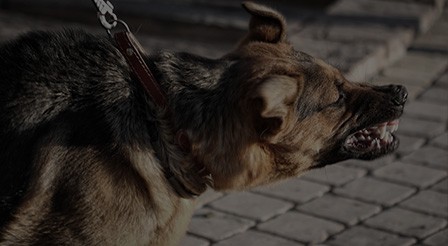 Dog Bite